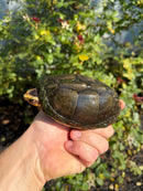 Scorpion Mud Turtle Adult Pair