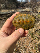 Japanese Pond Turtle 1.3 (Mauremys japonica) (Priced As Group)