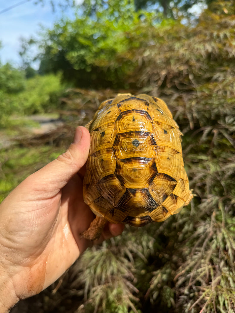 Syrian Golden Greek Tortoise Pair