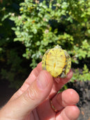 Mitch Clown Red Eared Slider Turtle