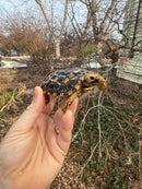 Pancake Tortoise Female