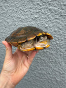 Hybino Red-Eared Slider Adult Female
