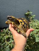 Eastern Hermann's Tortoise Adult Female
