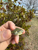 Pastel Picasso Red-Eared SliderTurtle