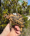Libyan Greek Tortoise Adult Male
