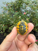 Golden Flame Florida Red Bellied Turtle 2026