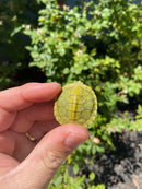 Mitch Clown Red Eared Slider Turtle
