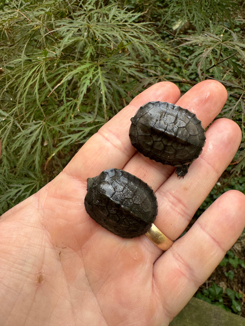 Vietnamese Southern Stone Turtle Baby (Mauremy mutica)