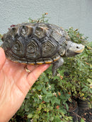 Northern Diamondback Terrapin Adult Female