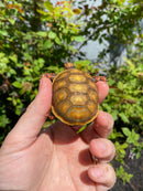 Hypo Blonde Red Foot Tortoise Baby 2026