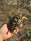 HI WHITE Leopard Tortoise 2024