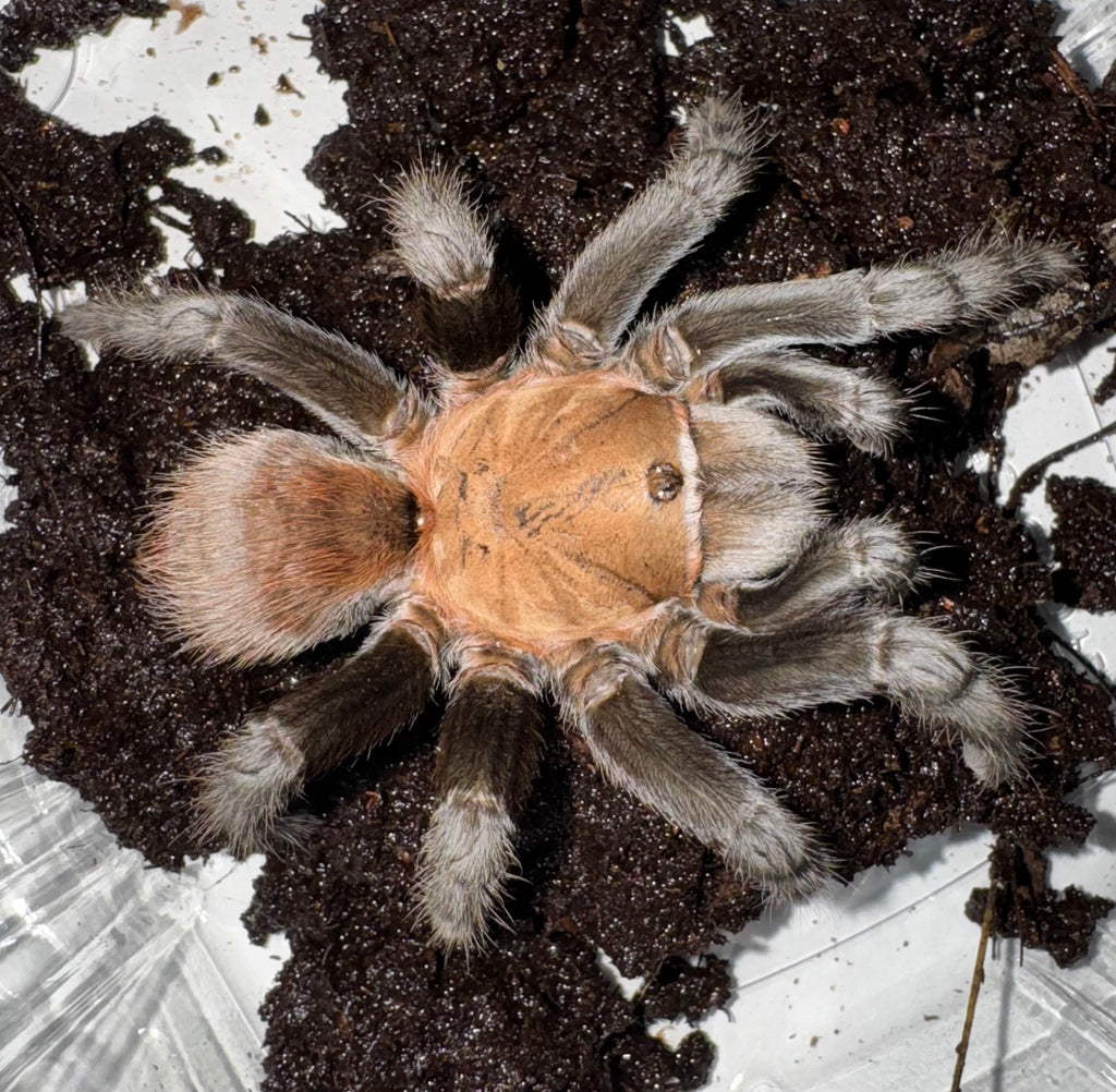 Texas Tan Texas Tan Tarantula Adults For Sale | American Reptile Distributors
