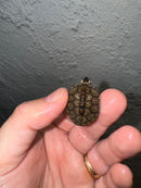 Hi White Concentric Diamondback Terrapin 2024