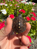 Hi Color Yellow Baby Eastern Box Turtle