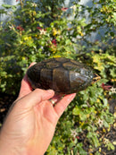 Scorpion Mud Turtle Adult Pair
