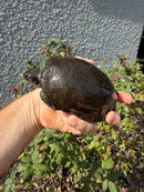 Franco-Italian Pond Turtle Adult Male