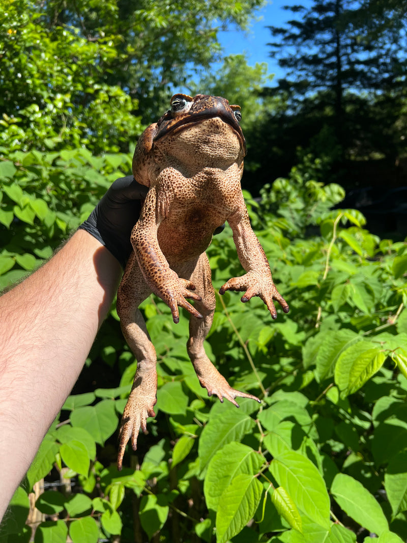 Suriname Giant Marine Toad Male