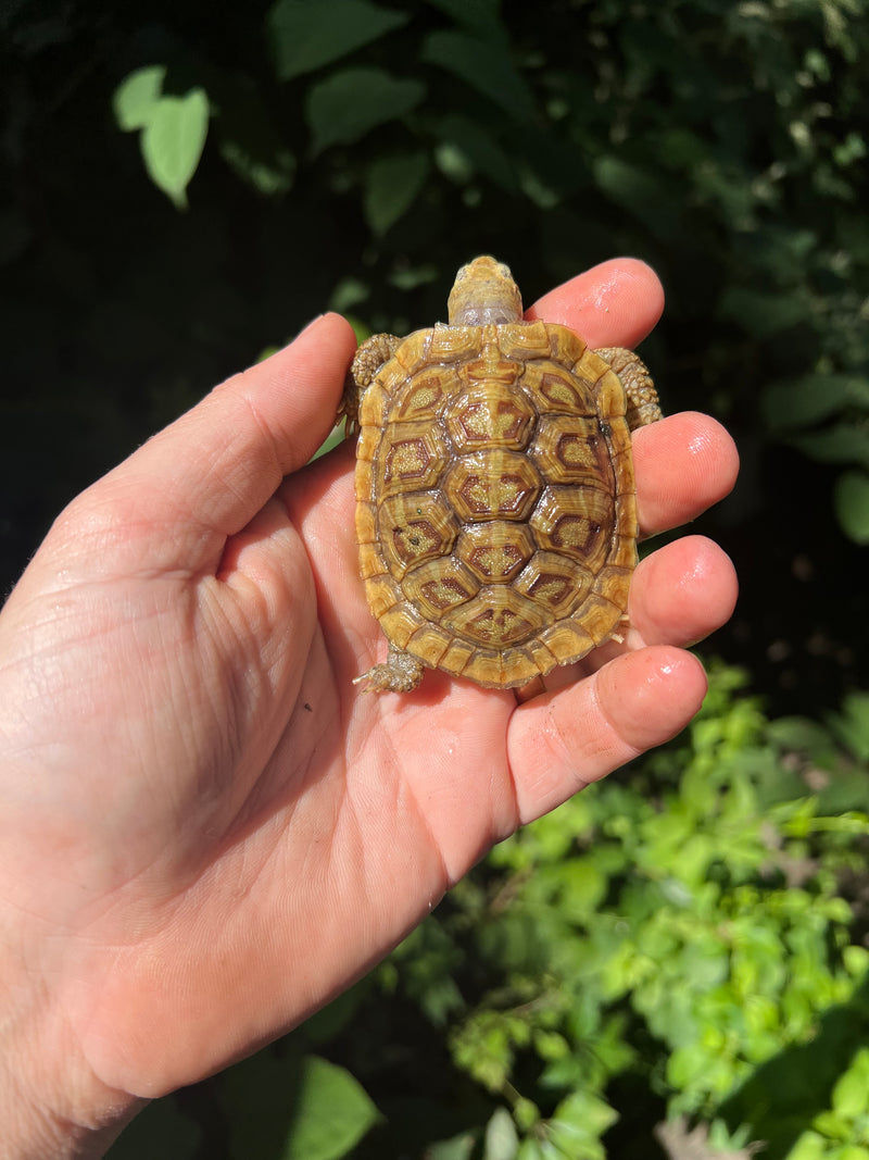 Pancake Tortoise Baby