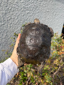 Burmese Black Mountain Tortoise Female