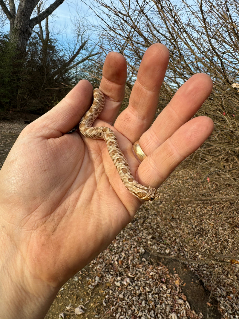 Anaconda Western Hognose Snake Female