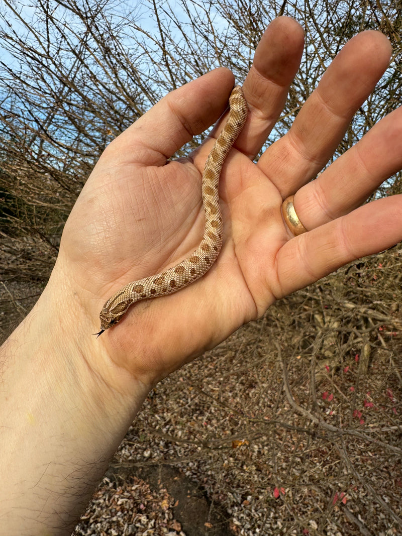 Anaconda Western Hognose Snake Female