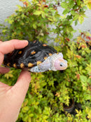 Ornate Diamondback Terrapin Male