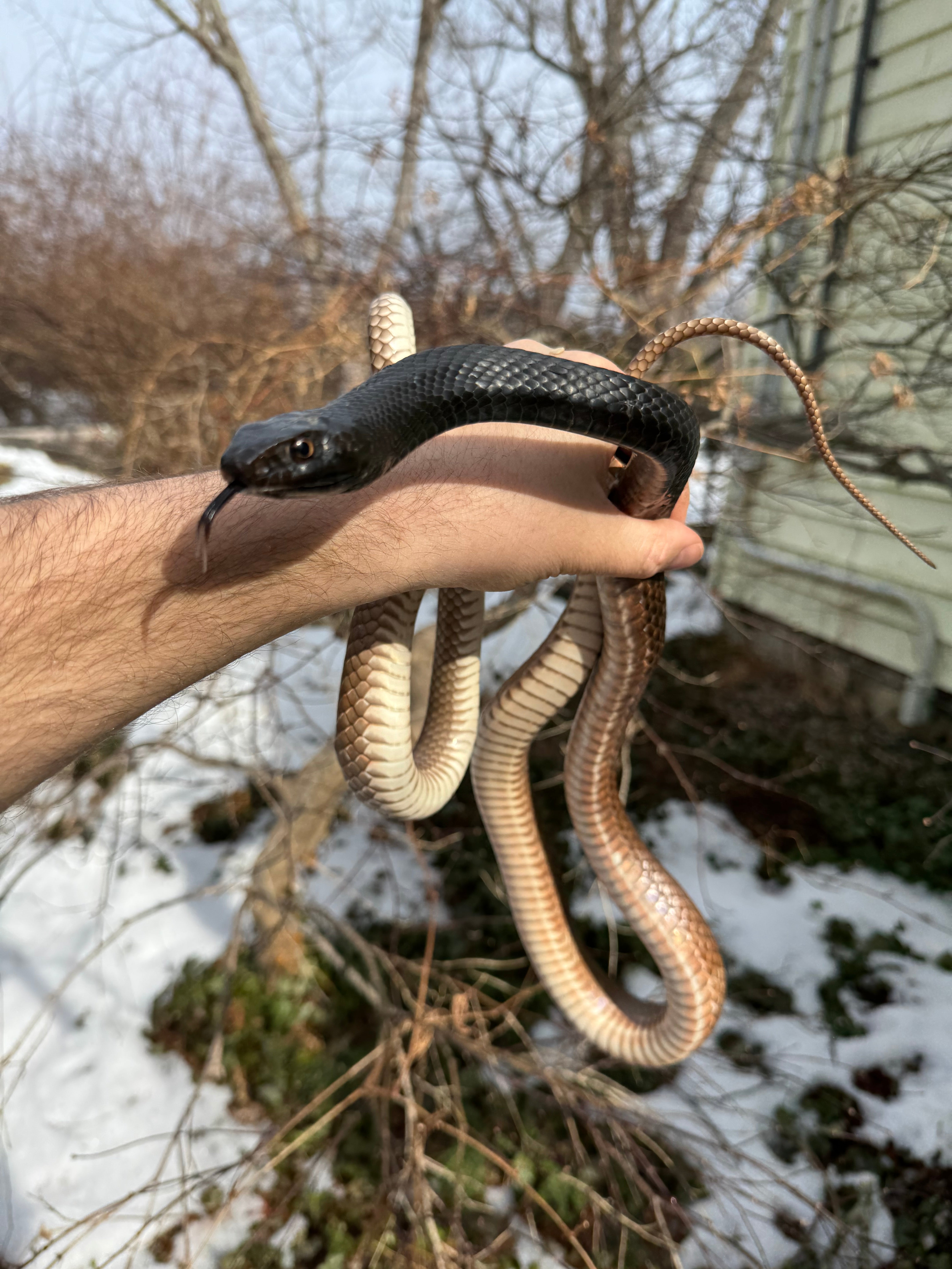 Eastern Coach Whip Snakes For Sale | American Reptile Distributors