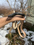 Eastern Coach Whip Adult Female