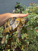 Eastern Hermann's Tortoise Adult Male