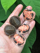 Pink Bellied Snapper Baby (Elseya novaguinea)