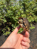 Razor backed Musk Turtle CB Adult Male