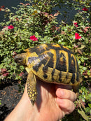 Eastern Hermann's Tortoise Adult Female