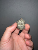 Concentric Diamondback Terrapin 2023 (Malaclemys terrapin)