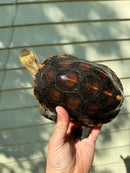 Chinese Box Turtle Adult Pair (Cuora flavomarginata)