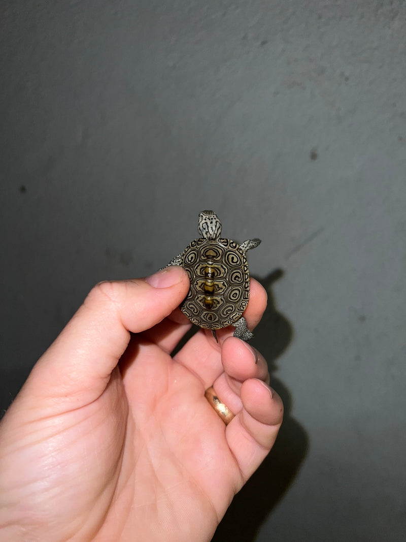 Hi White Concentric Diamondback Terrapin 2023