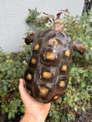 Red Foot Tortoise Adult Male