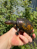 Red Cheeked Mud Turtle Adult Trio
