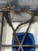 Amazon Tree Boa Baby 2023 CB