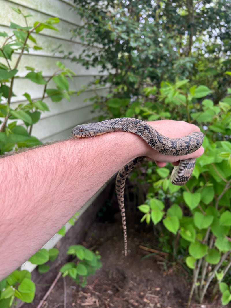 Diamondback Water Snake (Nerodia rhombifer)