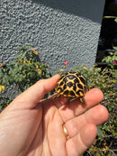 Sri Lankan Star Tortoise