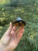 Tobasco Mud Turtle Adult Trio