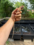 Crimson Red Albino Green Iguana 2024