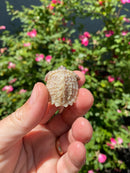 Albino Florida Snapping Turtle 2026