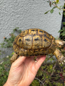 Mesopotamian Greek Tortoise Adult Male