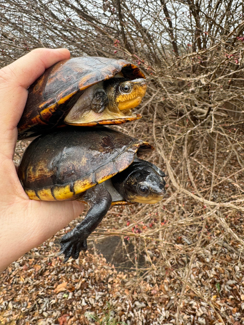 White Lipped Mud Turtle Adult Pair