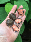 Pink Bellied Snapper Baby (Elseya novaguinea)