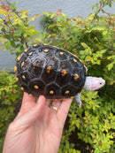 Ornate Diamondback Terrapin Female