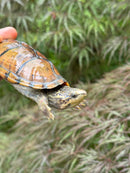 Hypo Stripe-necked Musk Turtle Adult Female