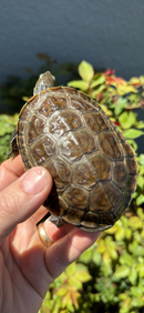 Balkan Pond Turtle Adult Male