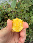 Albino T- Penninsula Cooter Turtle